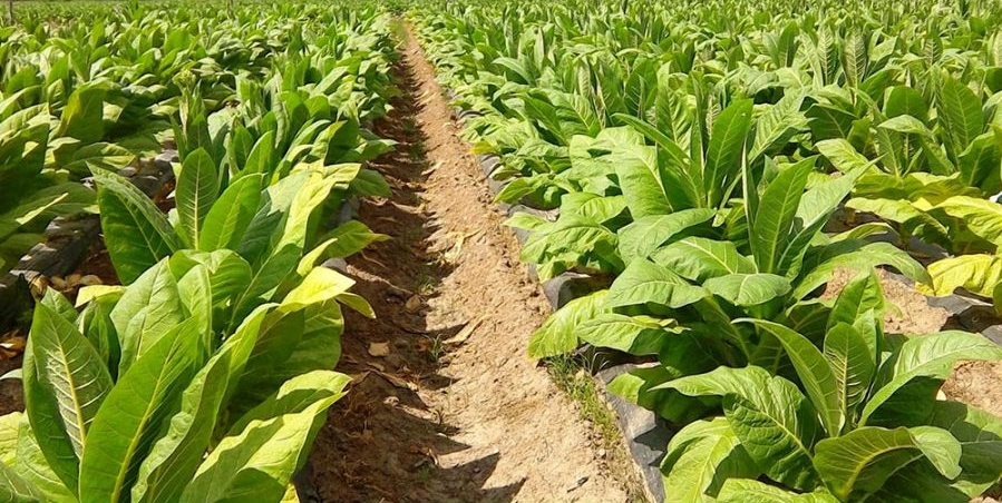 ICS-crop