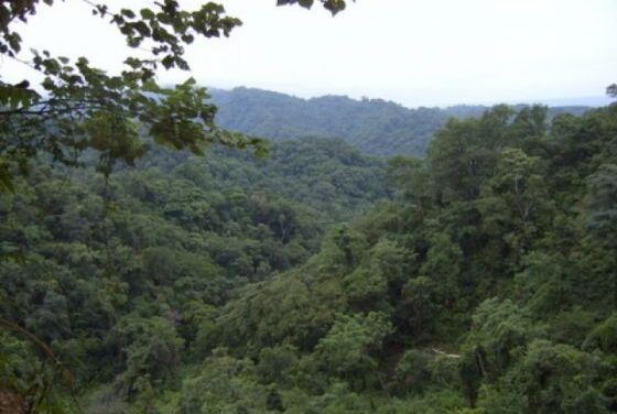 Extienden el plazo para la presentación de proyectos de Manejo y Conservación de Bosques Nativos