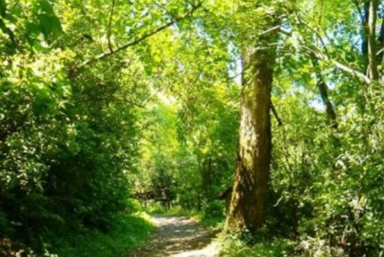 El Gobierno avanza en la promoción de un modelo de producción respetuoso con los Bosques Nativos