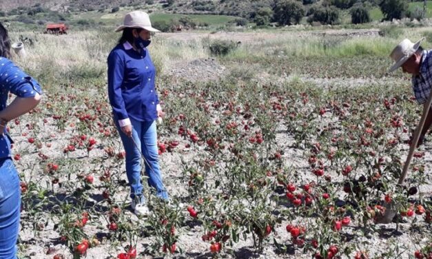 Declararon la emergencia agropecuaria para Cachi