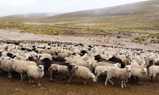 Convocatoria a productores para acceder a beneficios de la Ley Ovina Nacional