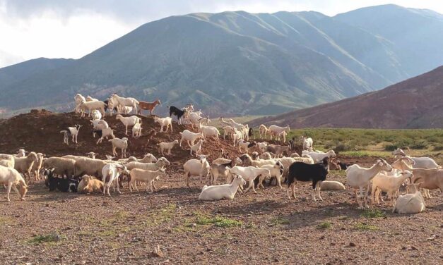 Economías Regionales: Salta recibirá asistencia para la ejecución de proyectos productivos