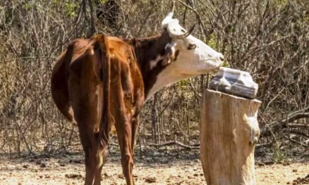 El Gobierno declaró la Emergencia Agropecuaria para el sector ganadero