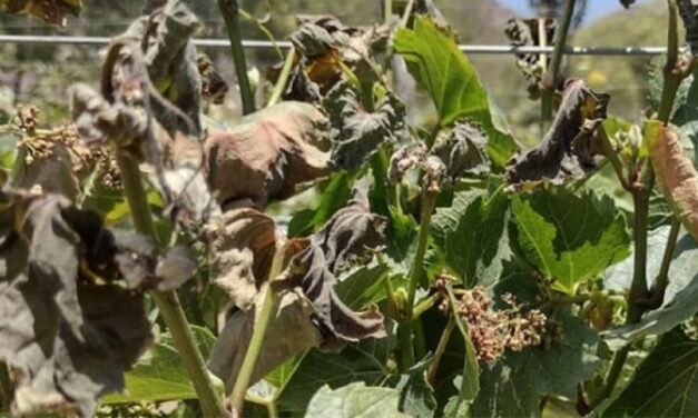 Se asistirá a 54 productores frutihortícolas que sufrieron heladas tardías en los Valles Calchaquíes