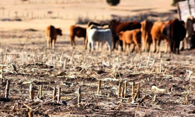 El Gobierno apoya a los productores ganaderos afectados por la sequía