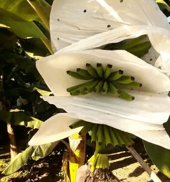 Se realiza en Salta el Censo de Frutales Tropicales