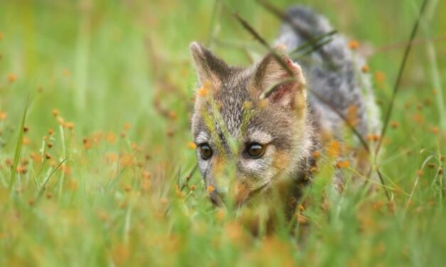 Cómo actuar ante la presencia de animales silvestres en áreas periurbanas