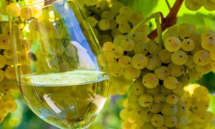 Salta será sede de un encuentro de bodegueros de la región norte