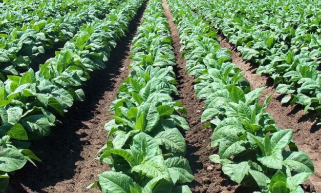 Capacitarán sobre Uso Responsable de Fitosanitarios en Güemes y Rosario de Lerma