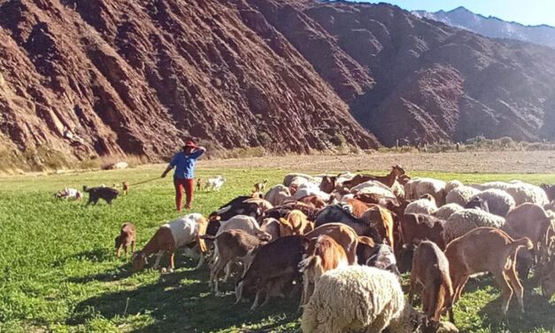 Más de 4 mil pequeños productores agropecuarios se asociaron bajo la figura del cooperativismo
