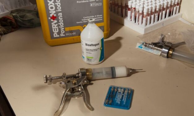 Vacunación Antiaftosa 2023: comienza la segunda campaña en Salta