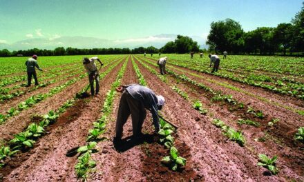 Se establecieron las remuneraciones mínimas para trabajadores rurales de Salta y Jujuy