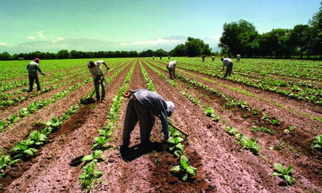 Se establecieron las remuneraciones mínimas para trabajadores rurales de Salta y Jujuy