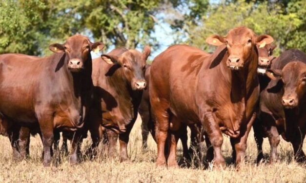 Plan GanAr: pequeños productores de Morillo accedieron a financiamiento para proyectos productivos