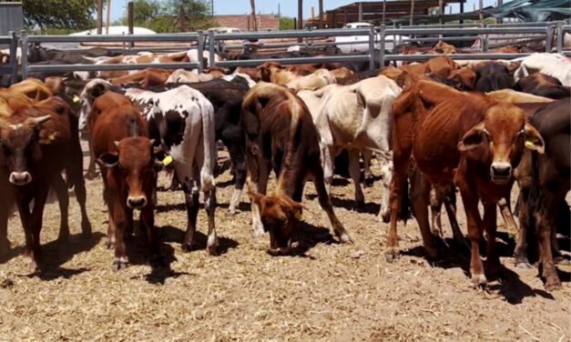 Exitoso remate de terneros de pequeños productores