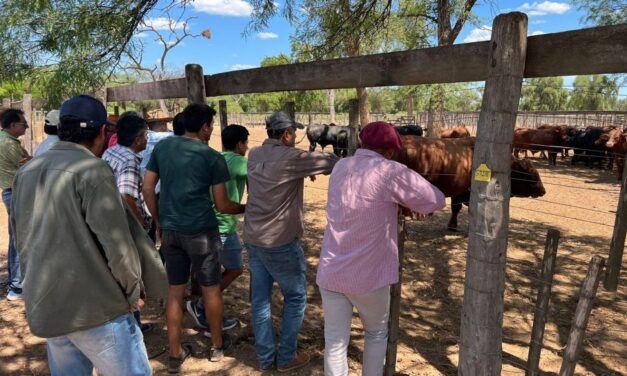 Pequeños productores del Chaco Salteño recibieron asesoramiento sobre mejoramiento genético en bovinos
