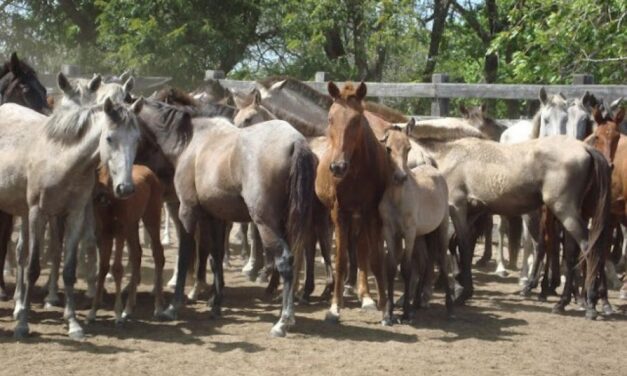 Encefalomielitis Equina: recomiendan respetar las medidas de control y prevención