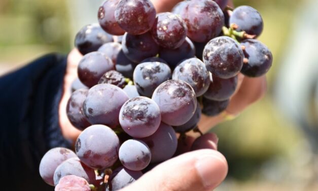 Lobesia botrana: medidas preventivas para evitar el avance de la plaga que afecta a viñedos