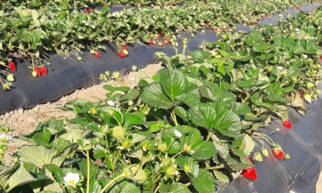 Se evalúan alternativas para potenciar el agregado de valor de frutillas salteñas