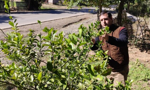 Acciones de monitoreo para la detección precoz del HLB en el norte provincial