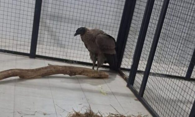 El cóndor rescatado en El Encón se encuentra en observación en la Estación de Fauna Autóctona