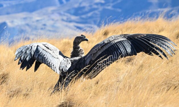 Liberaron un cóndor andino en Piedra del Molino, Cachi
