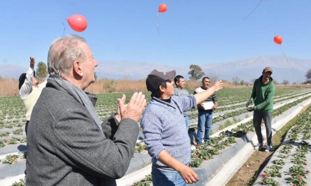 Lanzaron la primera cosecha de frutillas en el Valle de Lerma