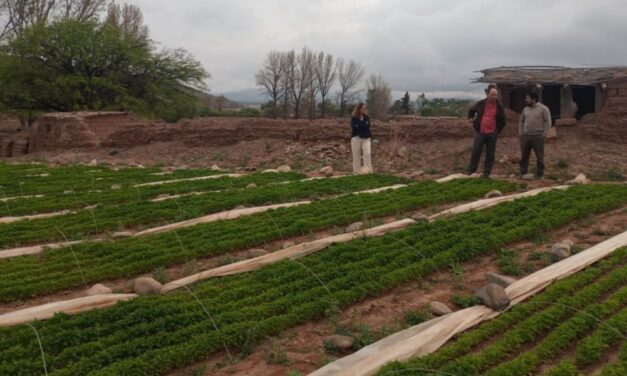 Sello de Denominación de Origen del Pimiento del Valle Calchaquí