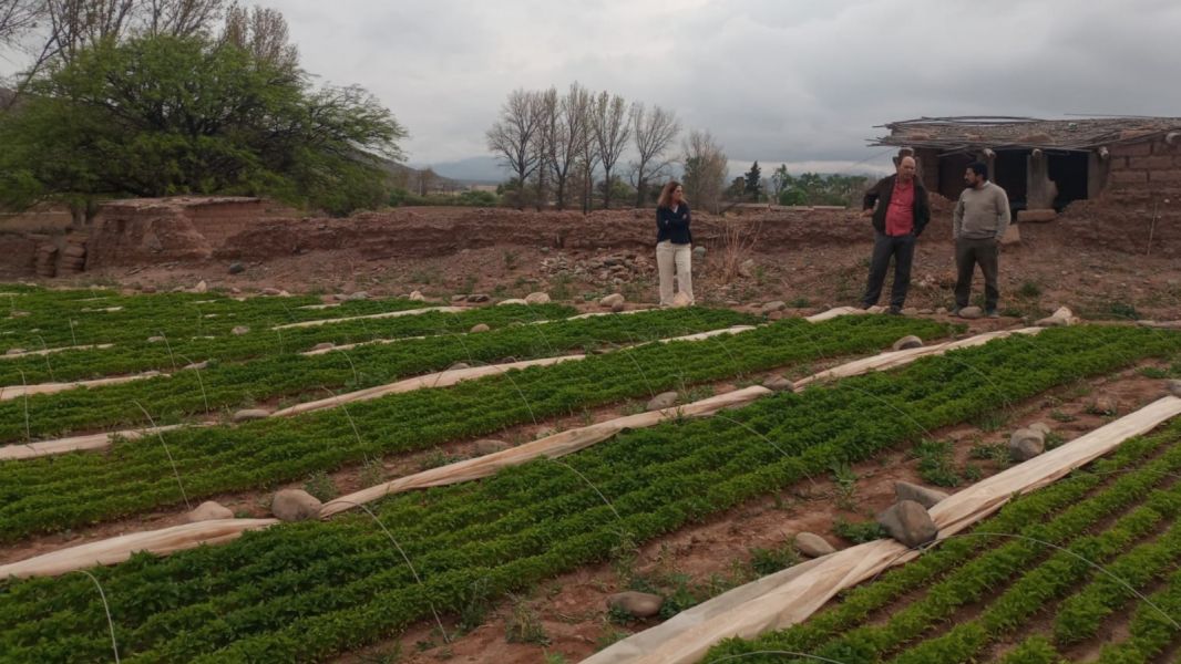 Sello de Denominación de Origen del Pimiento del Valle Calchaquí