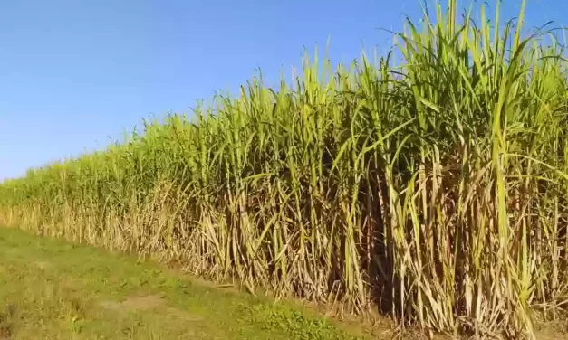 Expertos en tecnología de la caña de azúcar se reúnen en Salta