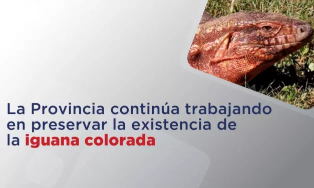 La Provincia continúa trabajando en preservar la existencia de la iguana colorada