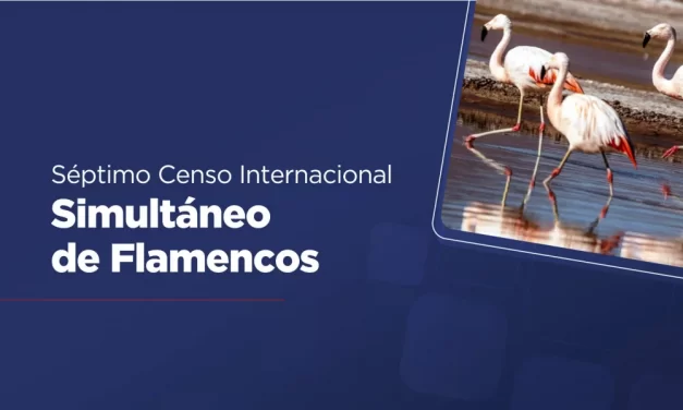 Preparan el inicio del Censo Internacional Simultáneo de Flamencos con una charla informativa