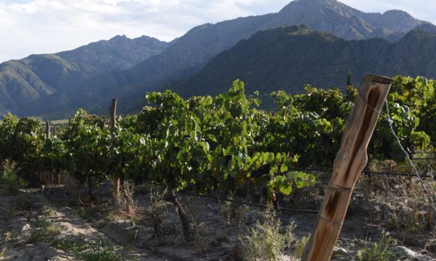 Bodegas salteñas exhibirán Vinos de Altura en la Feria Internacional Wine Paris 2025