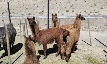 El Gobierno participó en la 10° Feria Ganadera “El Futuro me Llama»