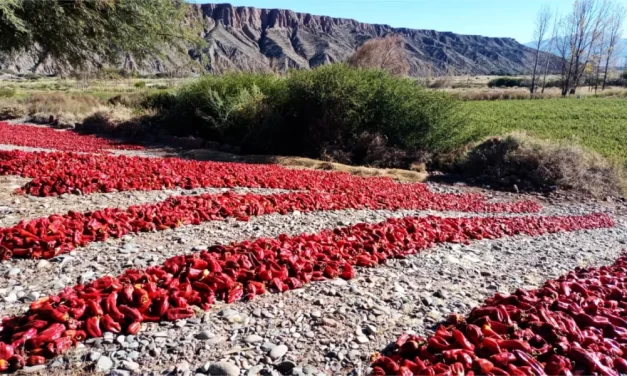 Nación aprobó el protocolo de producción del pimentón del Valle Calchaquí