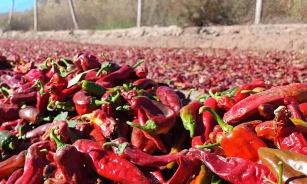 Evalúan alternativas para consolidar la producción del pimentón en Cachi y Payogasta