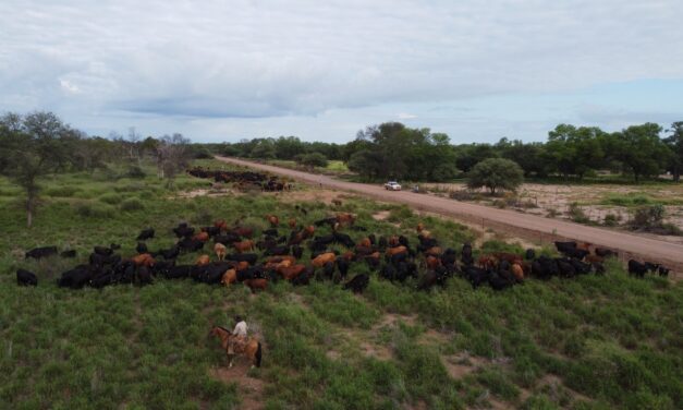 Salta mostrará su fortaleza ganadera en Las Nacionales 2025