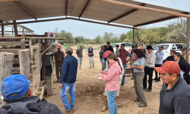 Pequeños productores chaqueños mejoraron su rinde en el remate de invernada