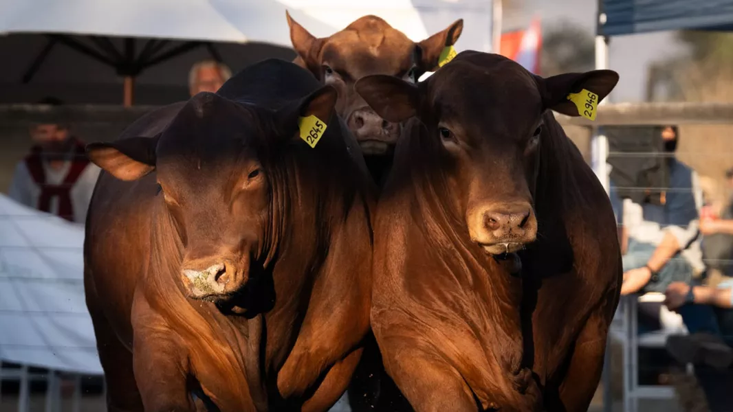 Balance positivo de la Provincia tras una nueva edición de la Expo Rural Salta