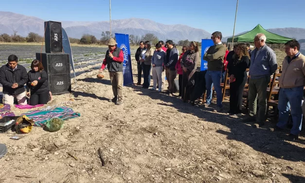 Se realizó la apertura de la Cosecha de Frutillas 2025