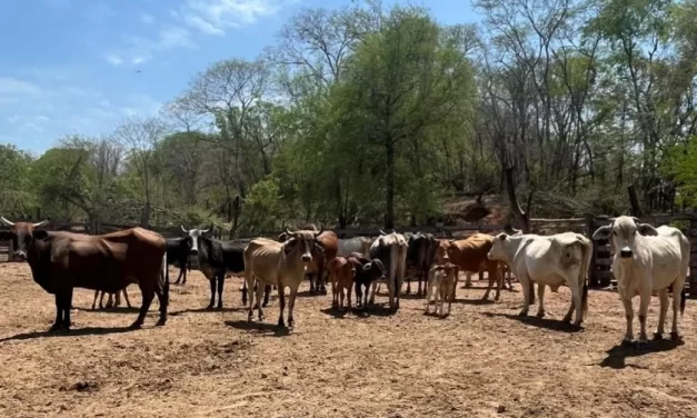 Impulsan un plan de mejora genética bovina en el norte provincial
