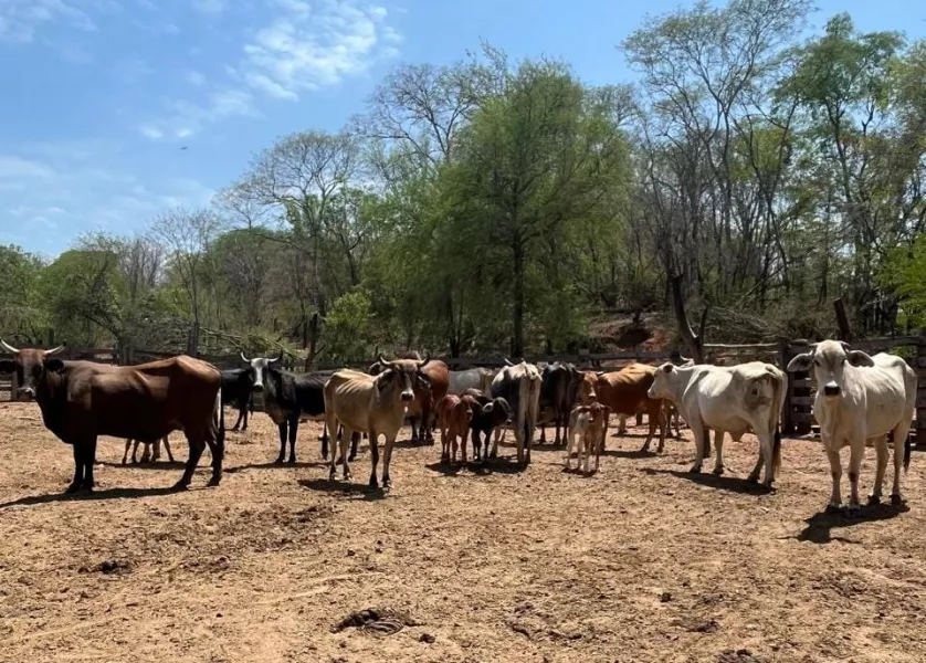 104624-impulsan-un-plan-de-mejora-genetica-bovina-en-el-norte-provincial-20251025224435