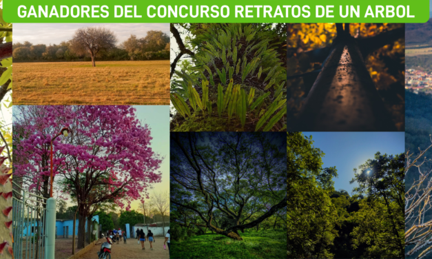 Obras ganadoras del Concurso Provincial de Fotografía «Retratos de un árbol»