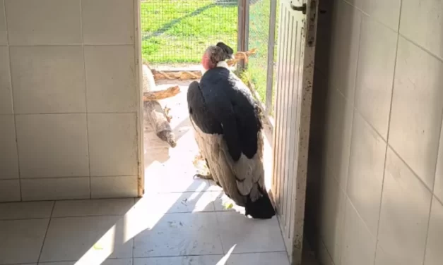 Le realizaron estudios médicos al cóndor andino encontrado en San Lorenzo