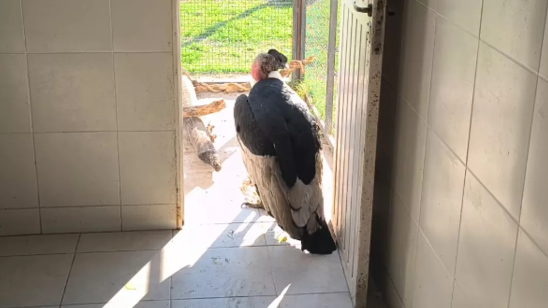 Le realizaron estudios médicos al cóndor andino encontrado en San Lorenzo