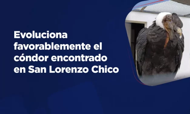 Evoluciona favorablemente el cóndor encontrado en San Lorenzo Chico