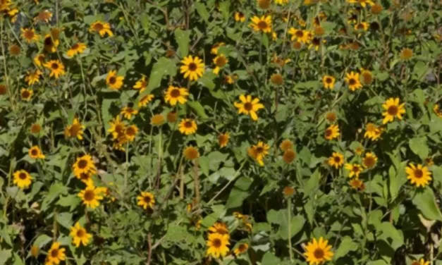 Pasto cubano: capacitación clave para coordinar acciones de mitigación en toda la provincia