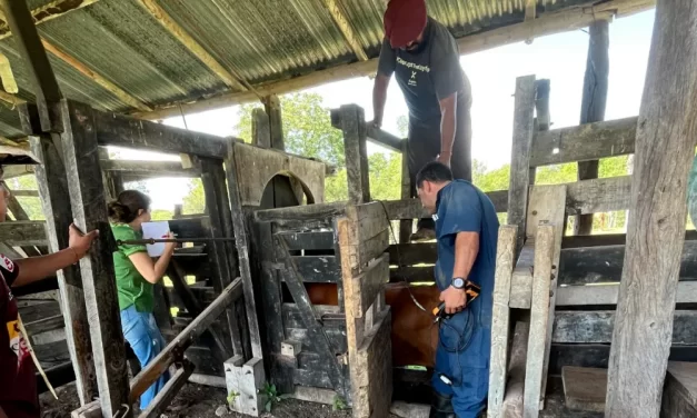 Replican en La Caldera el protocolo de mejora genética bovina