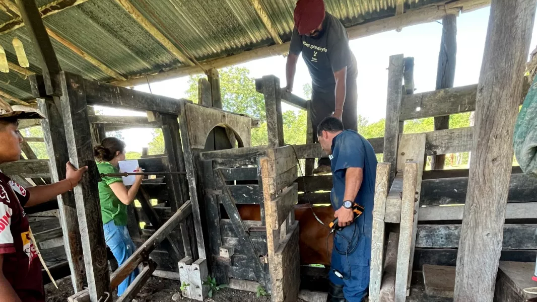 105365-replican-en-la-caldera-el-protocolo-de-mejora-genetica-bovina
