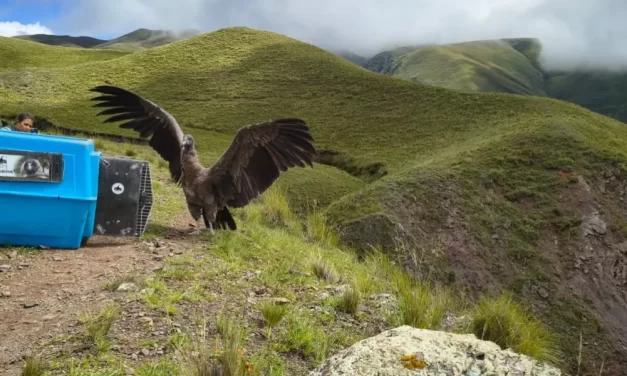 Liberaron dos cóndores andinos en Piedra del Molino